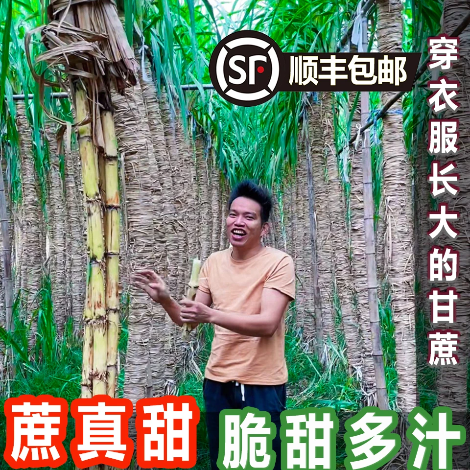 包裹生长白玉甘蔗脆甜多汁鲜嫩皮薄正宗广西木格玻璃脆包邮甜杆