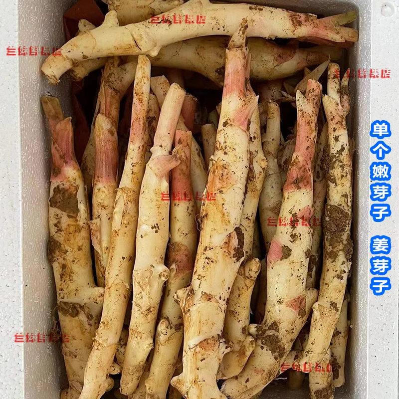 （单指嫩芽）姜芽子纯芽单个芽广西嫩仔姜嫩姜芽单指姜芽嫩子芽3斤