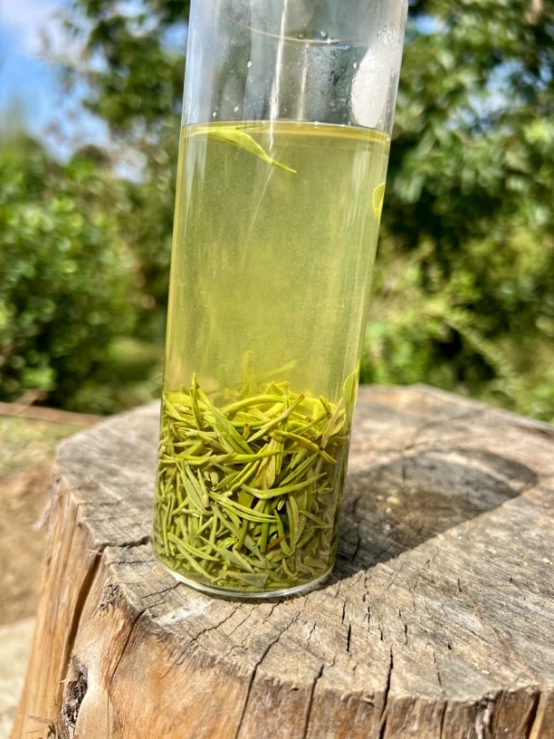 【白露小芽】信阳毛尖  24年新茶  秋老白