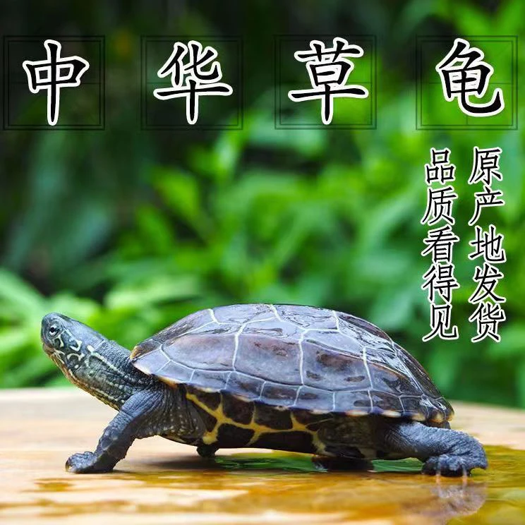 祥瑞萌宠龟店中华草龟乌龟观赏龟直  播链接一龟一价