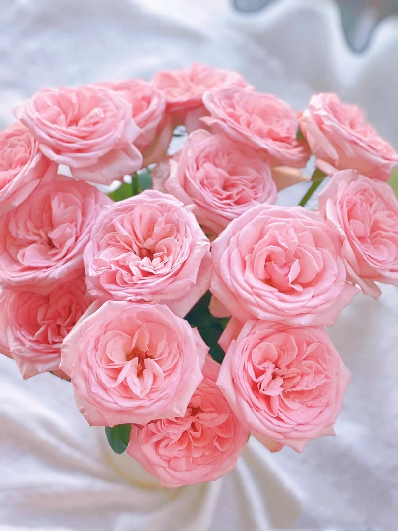 粉荔枝玫瑰 花苞需醒花 云南基地直发 发出无法拒收