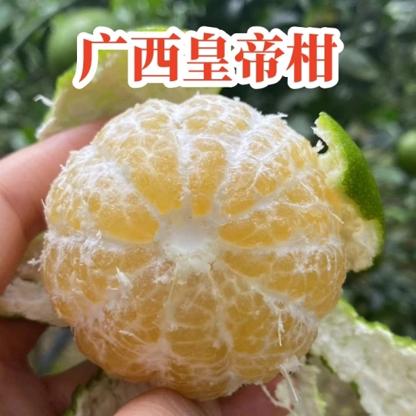 广西皇帝柑贡柑皇帝橘柑果桔子橘子皮薄清甜现摘3/10斤大果品质优