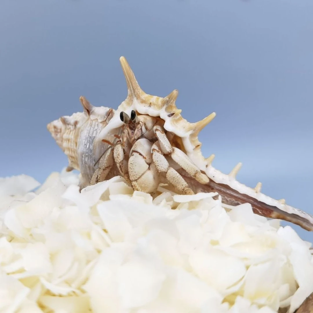 寄居蟹食物零食海盐天然高钙水族盐椰片蜕皮补钙海缸盐小包珊瑚盐