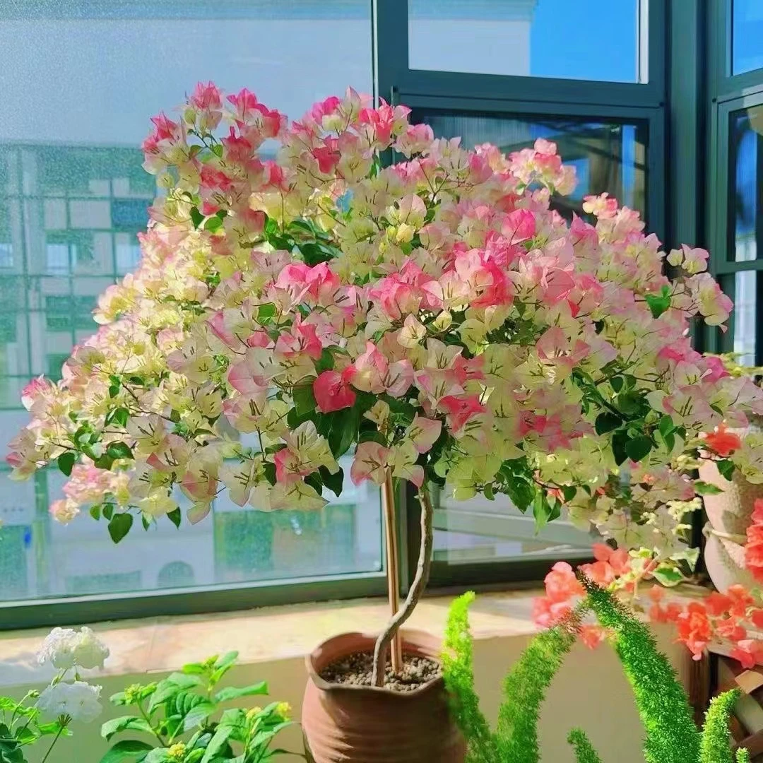 {绿樱1苗8.8亏}养护四季勤花庭院阳台爬藤种植好养春晨基地。