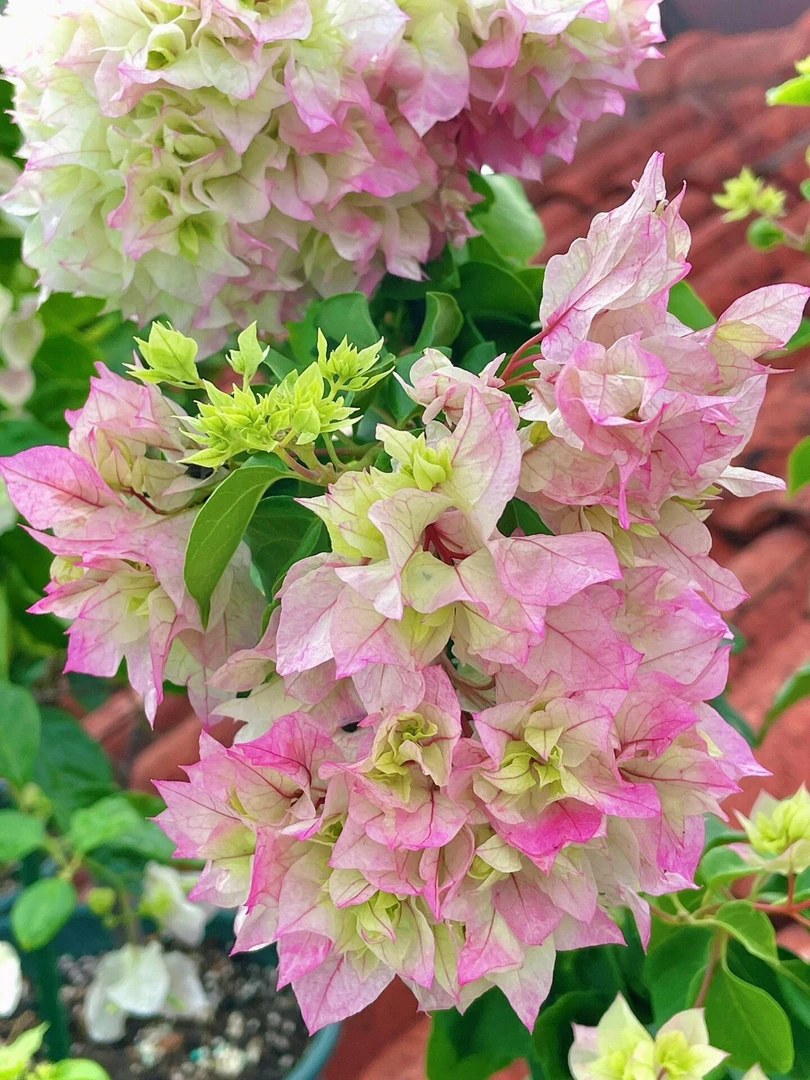 { 重瓣怡景1苗9.9亏}三角梅四季勤花庭院阳台爬藤种植好养  春晨。