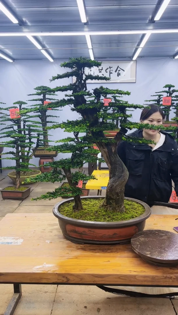 【闪购商品】高端盆景一物一拍，所见即所得