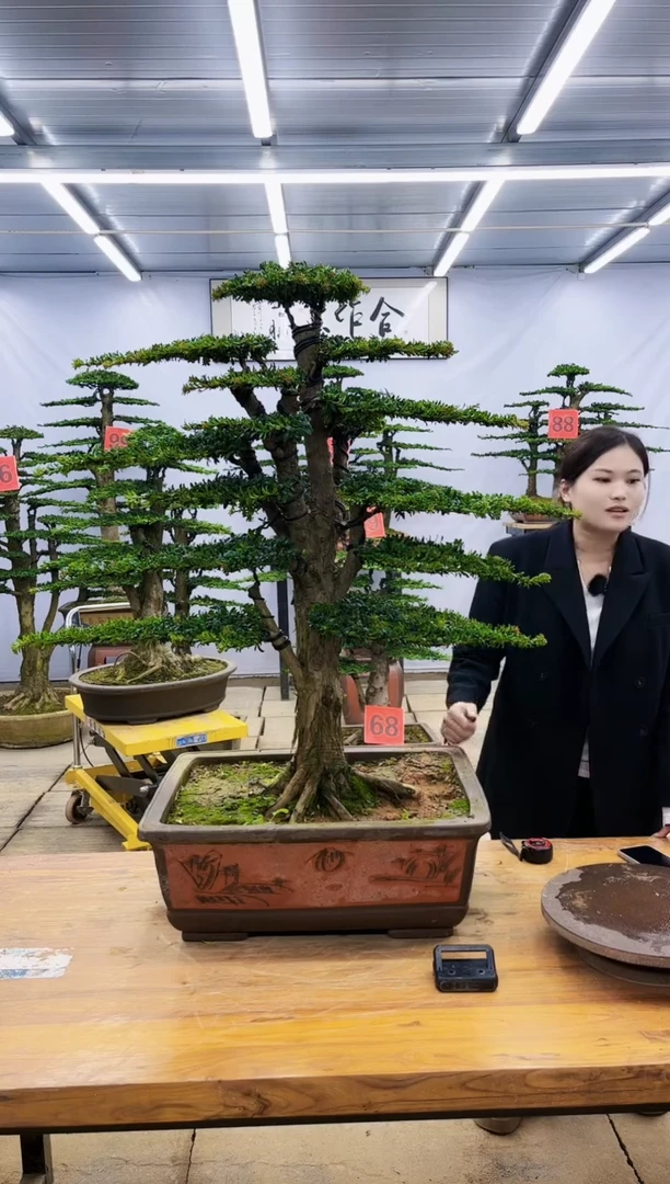 【闪购商品】高端盆景一物一拍，所见即所得