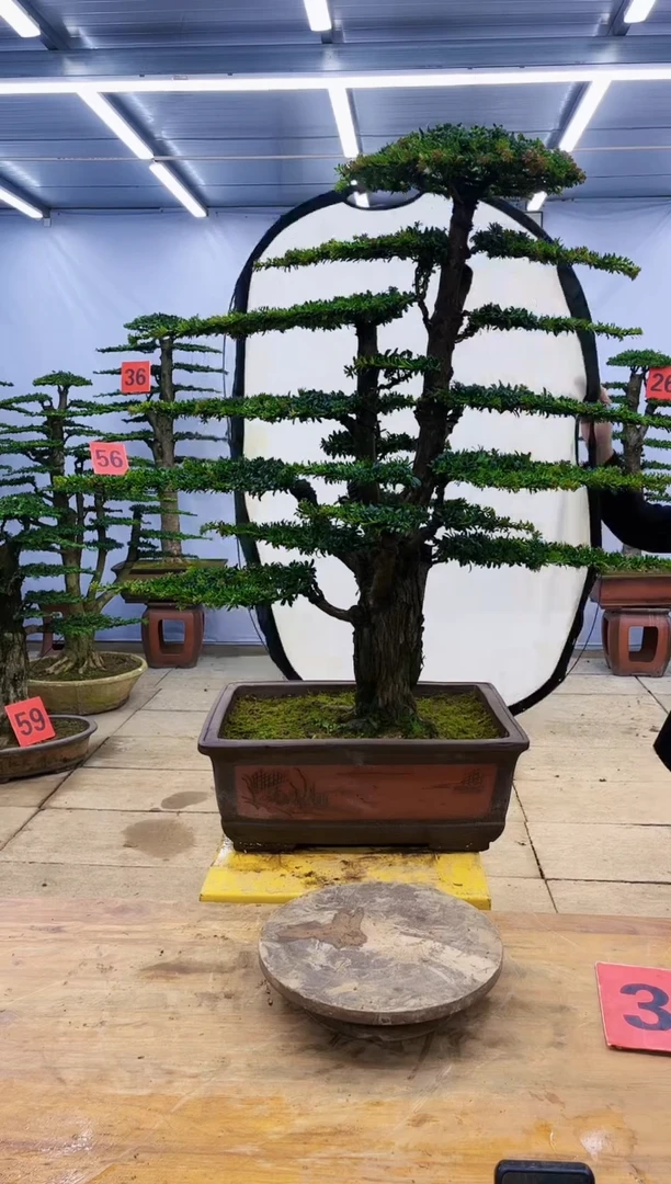 【闪购商品】高端盆景一物一拍，所见即所得