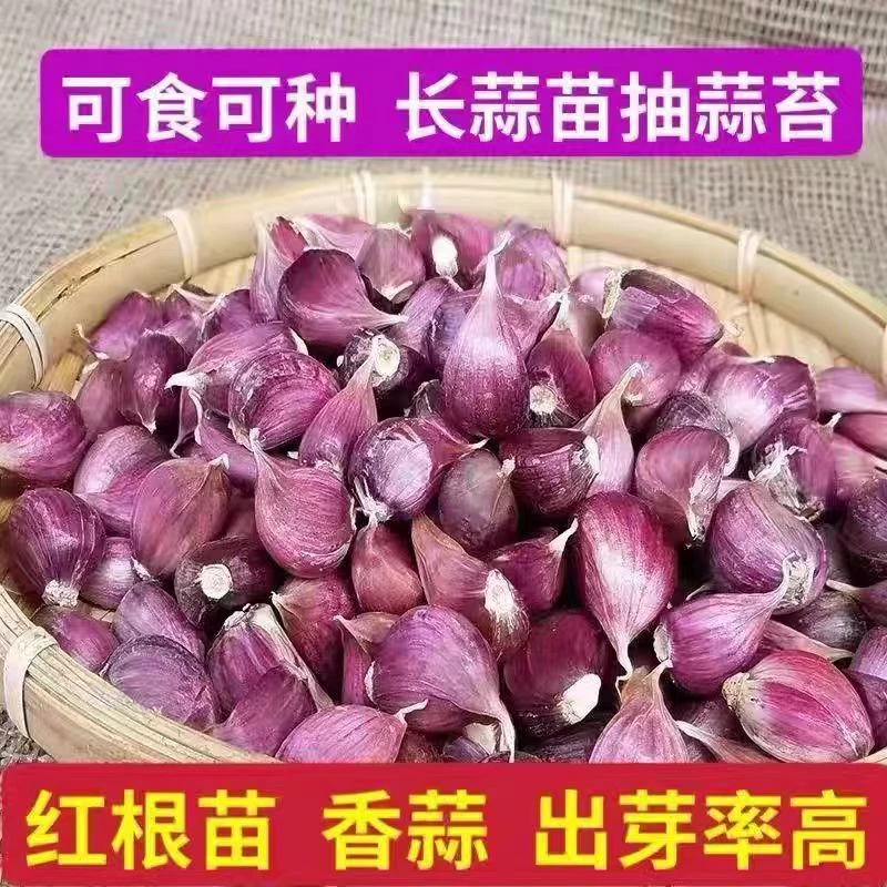 （2024年云南紫皮大蒜瓣）新鲜湿红皮香蒜多瓣蒜头干蒜可栽种出蒜台