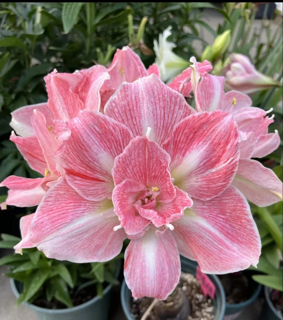 带花剑1个可爱女孩【7厘米+】实际偏小进口朱顶红庭盆栽球