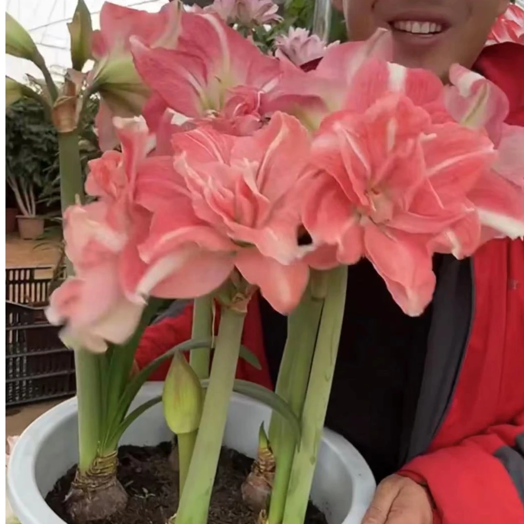 1个玫瑰花样【24/26】实际偏小南非朱顶红院艺盆栽花球