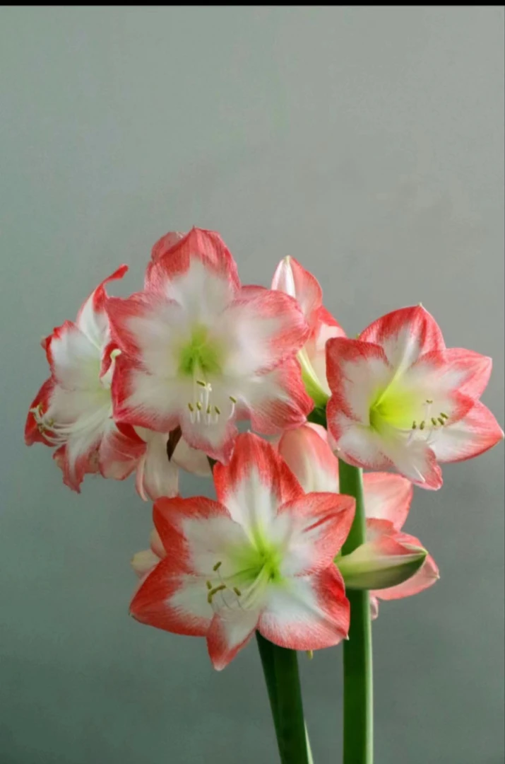 残次无售后1个索菲亚（4厘米+）实际偏小进口球 家庭院艺盆栽花球