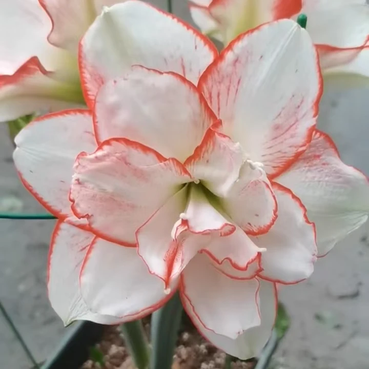 基地复壮球1颗花瓣衬群(5厘米+】实际偏小朱顶红家庭园艺盆栽