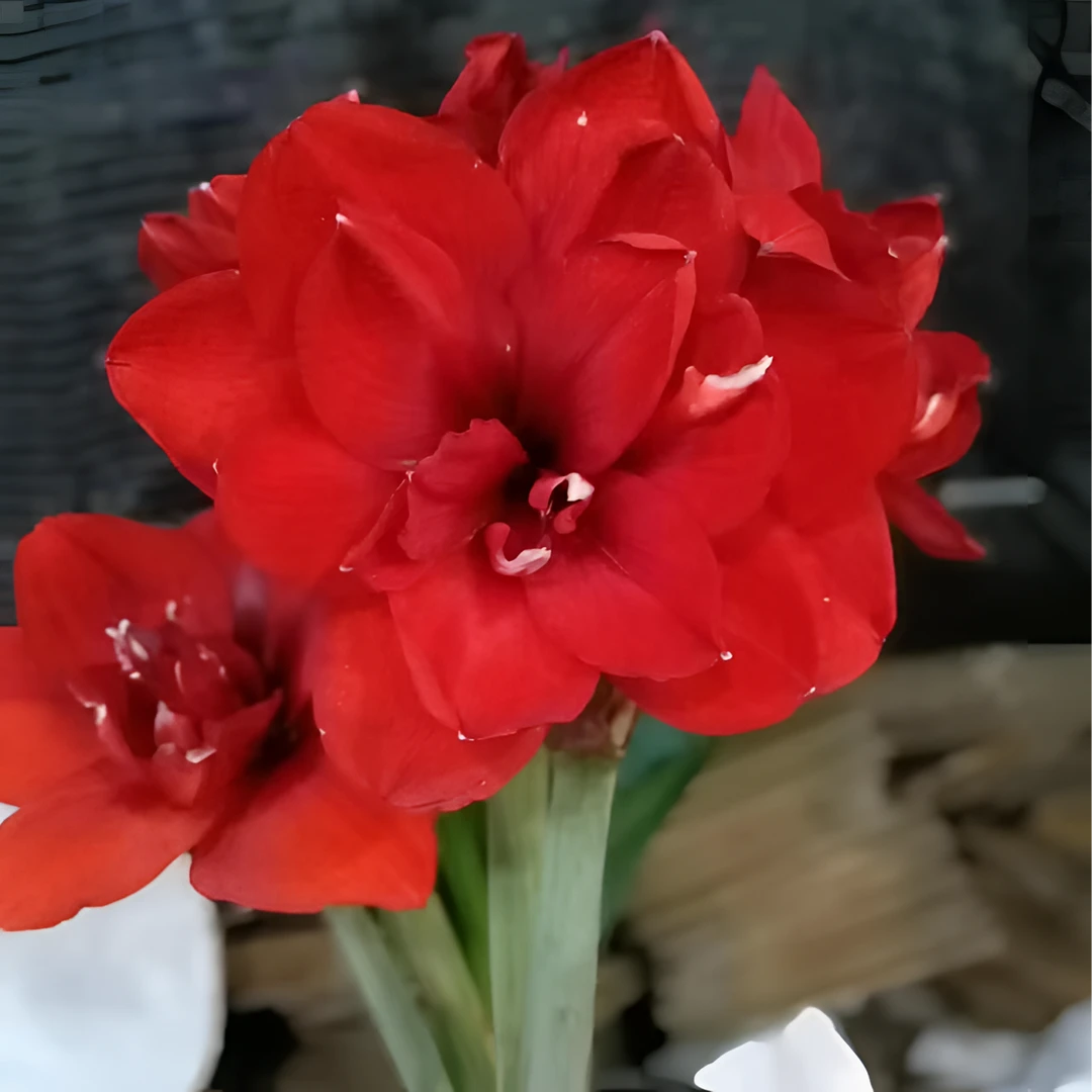 1个红色陀螺【25/27】实际偏小进口家庭院艺盆栽花球