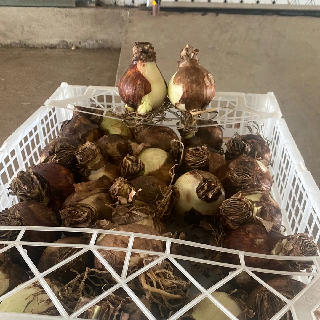 盲球朱顶红家庭盆栽球
