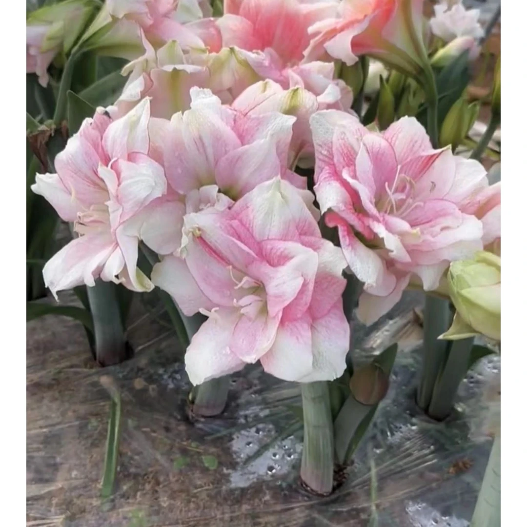 带花剑1个卡布鲁斯【5厘米+】实际偏小进口朱顶红盆栽花球