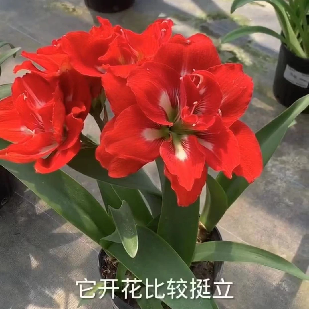 1个幸福妮芙【24/26】实际偏小荷兰进口朱顶红家庭园艺盆栽花球