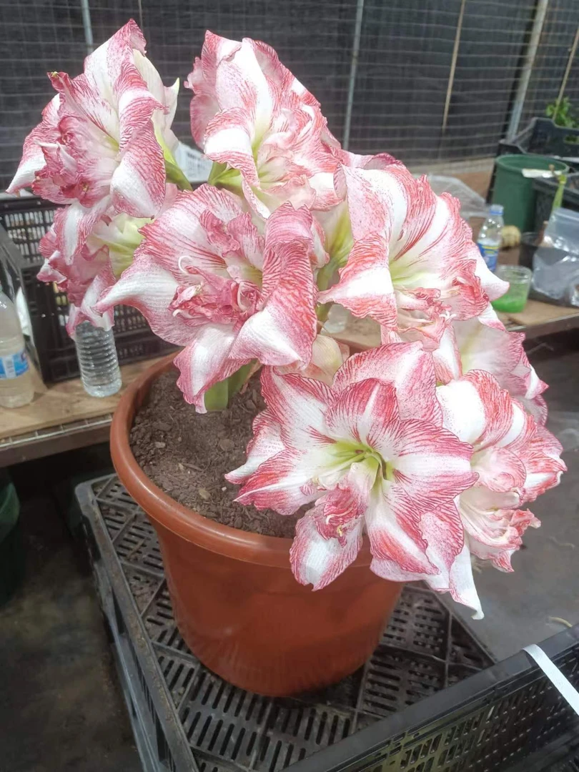 有伤疤带花剑1颗璀璨【6厘米+】实际偏小朱顶红园艺盆栽花球