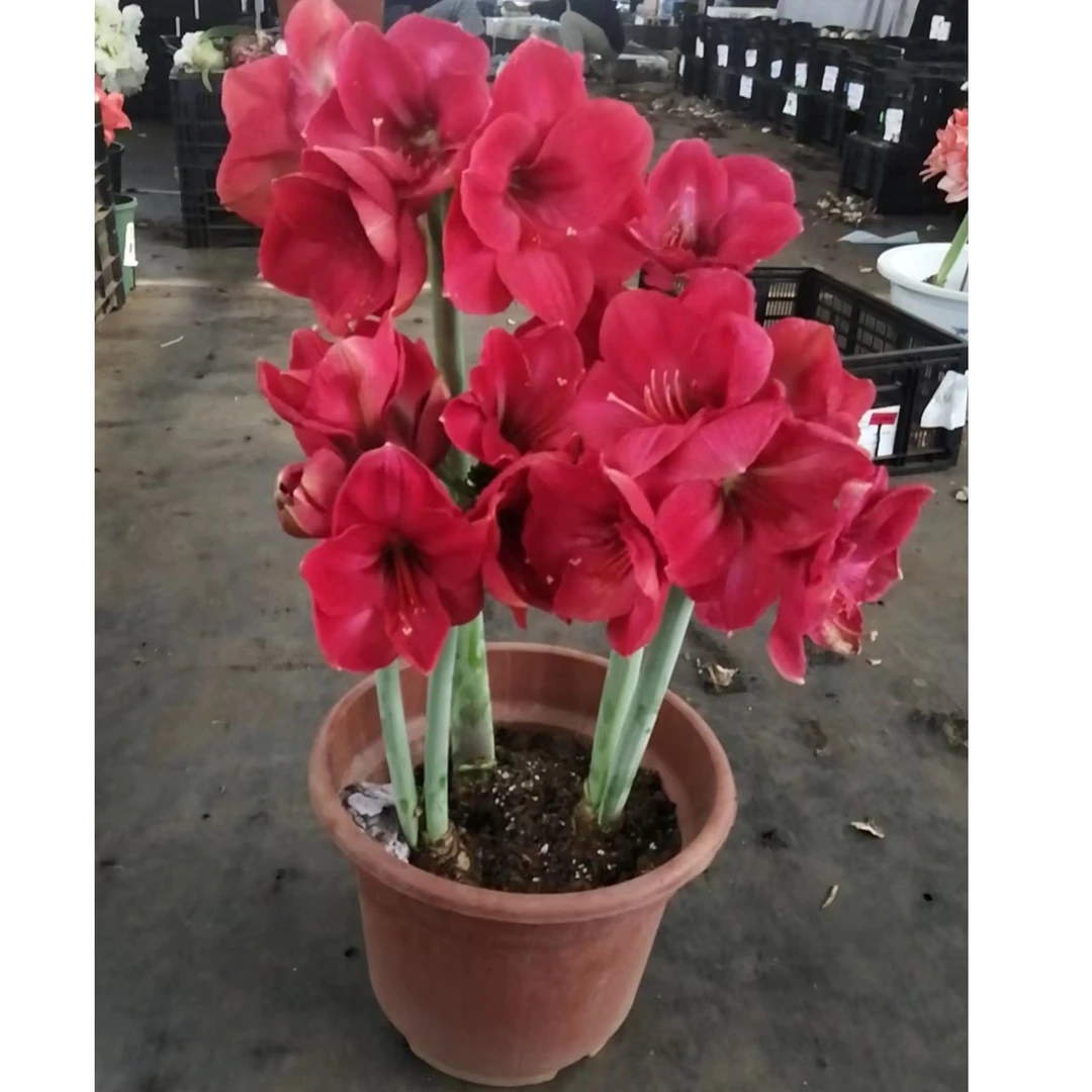 1个波丽露（28/30）实际偏小进口朱顶红今天院艺盆栽花球