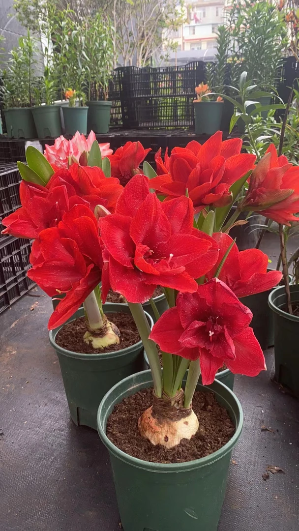 裂皮国产自然球1个樱桃妮芙【9厘米+】朱顶红盆栽花球