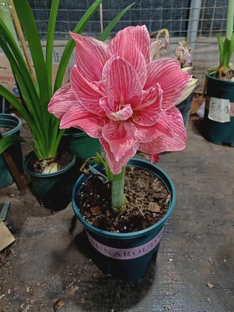 残次无售后1个甜蜜妮芙【7厘米+】实际偏小进口朱顶红盆栽球