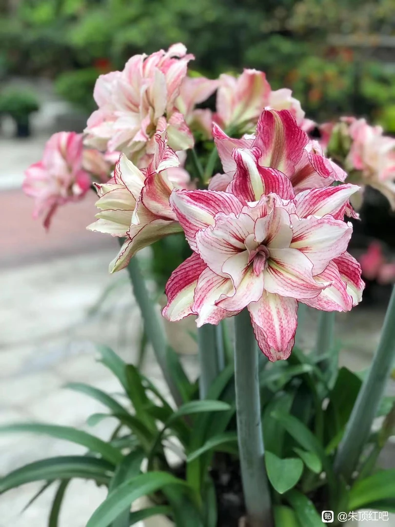 1个安吉拉(3.5厘米+)黄叶断叶带黄点无售后家庭园艺盆栽