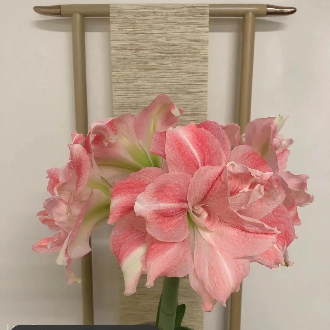 1个玫瑰花样（4.5厘米+）实际偏小南非进口朱顶红家庭院艺盆栽花球