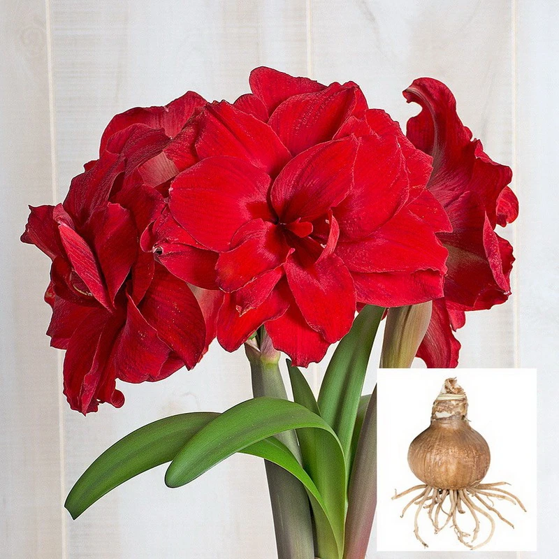 有伤疤裂皮1个安陌【24/26】实际偏小荷兰进口朱顶红荷兰进口盆栽球