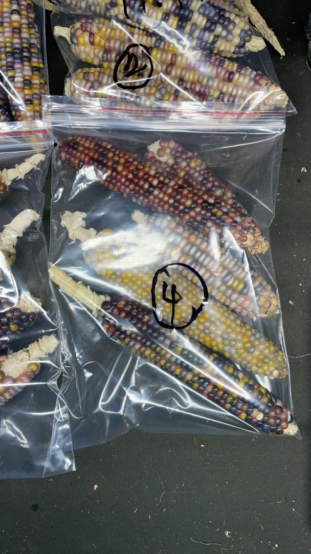 文玩玉米明料补粒款回血版本