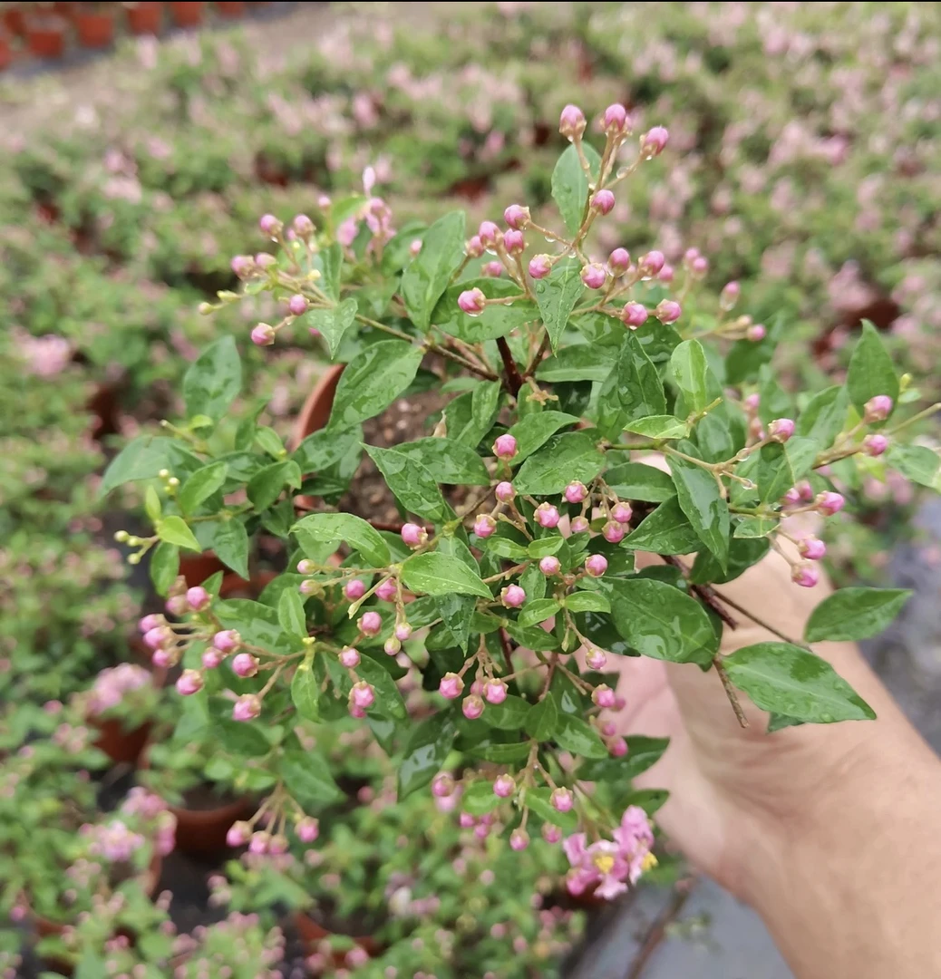 台湾李氏樱花室内室外好养易活，直播间一物一拍所见即所得