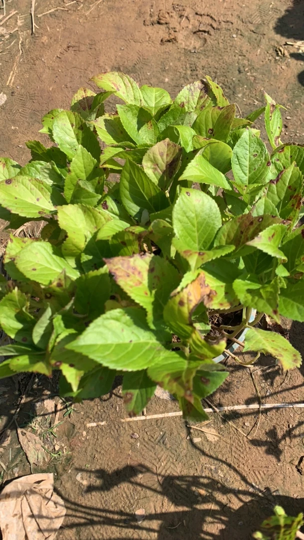 春化老桩苗，春天爆花，七天售后保障！