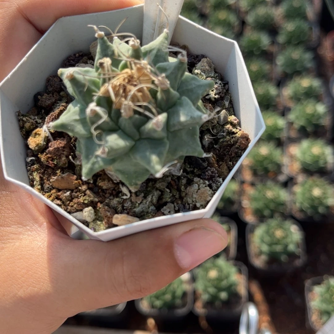 鱼***秒937实生皮实好养