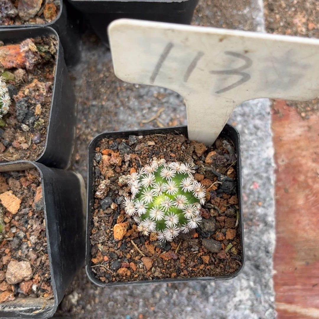 113皮实好养个小脱土