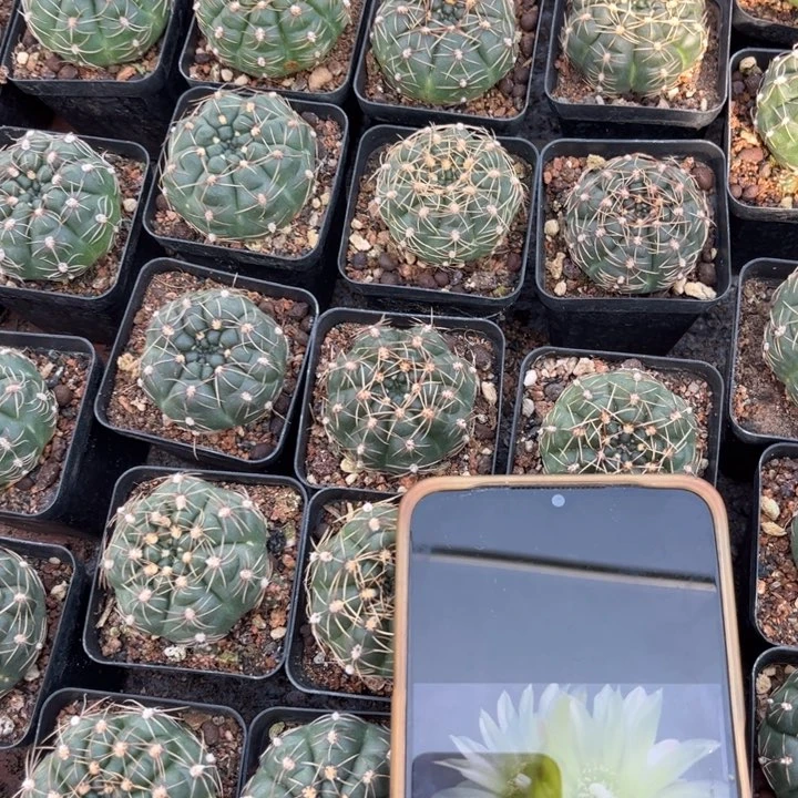 绿花晓光丸皮实好养