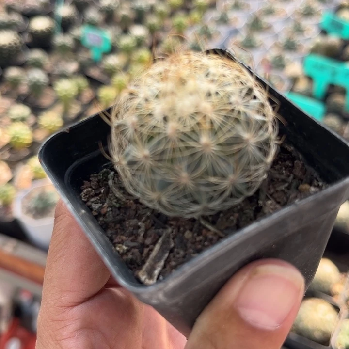 白琥娇丽好养皮实