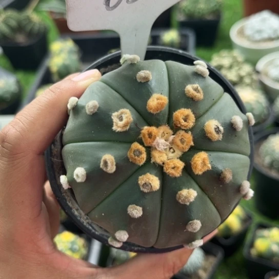 651实生皮实好养