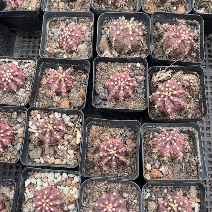 三个自根海神粉钻好养