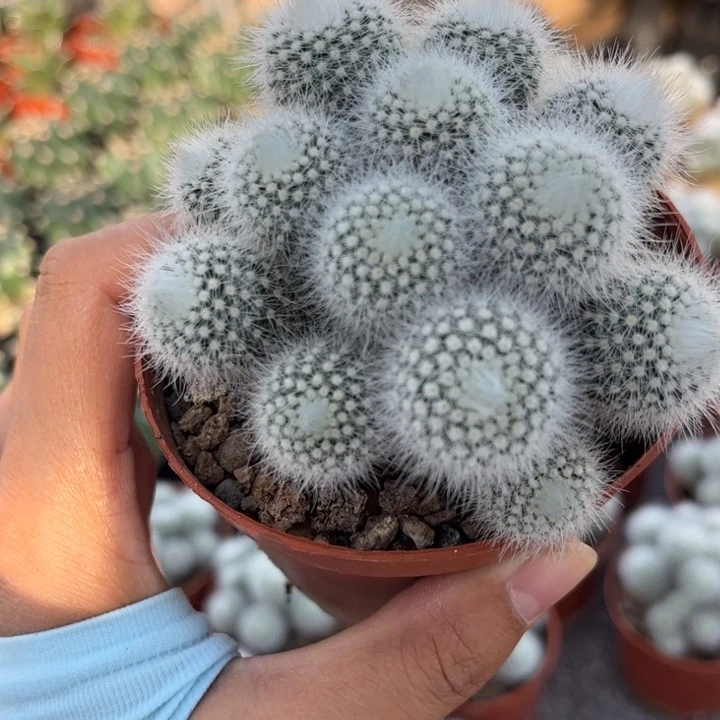 实生白小丁皮实好养