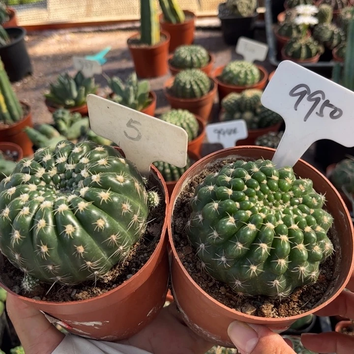 5 9950二个眩美玉好养皮实