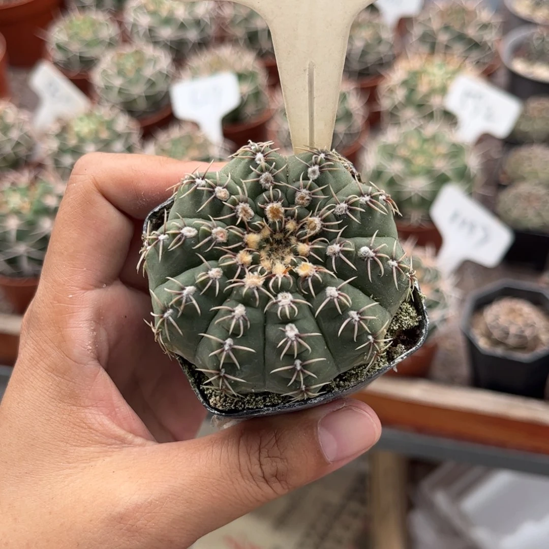 用****3121实生皮实好养1