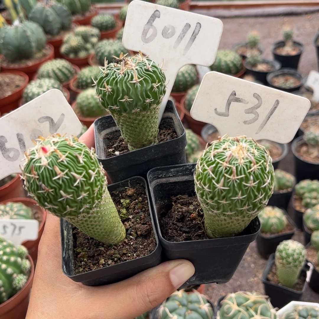 侨*6011 531 6102实生皮实好养