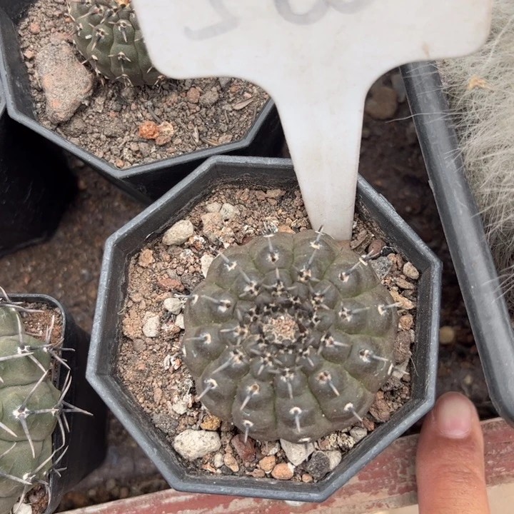 影*歪500实生黑刺风头好养实生