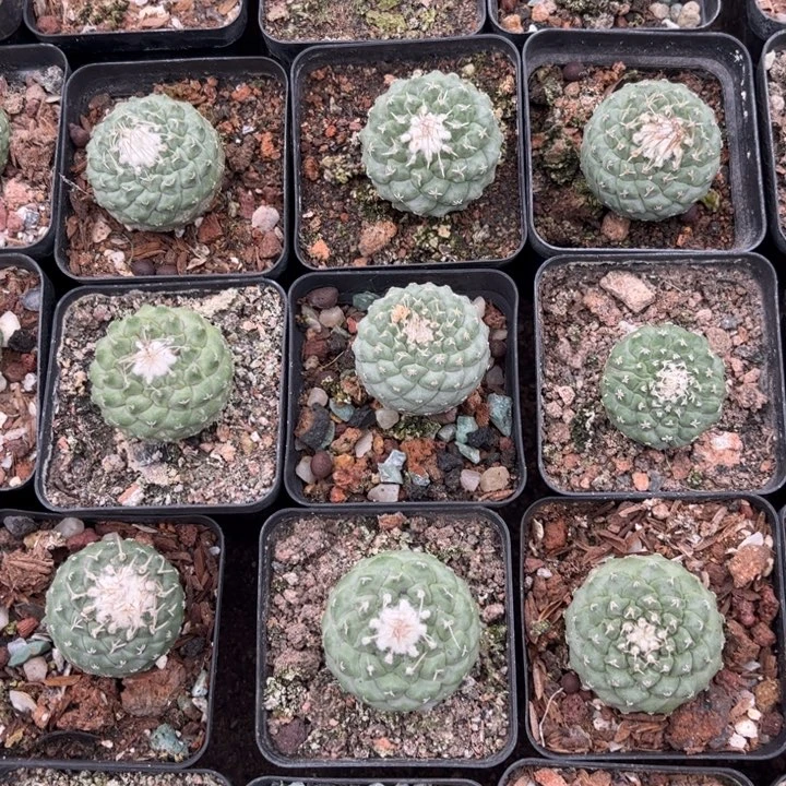 实生菊水好养皮实