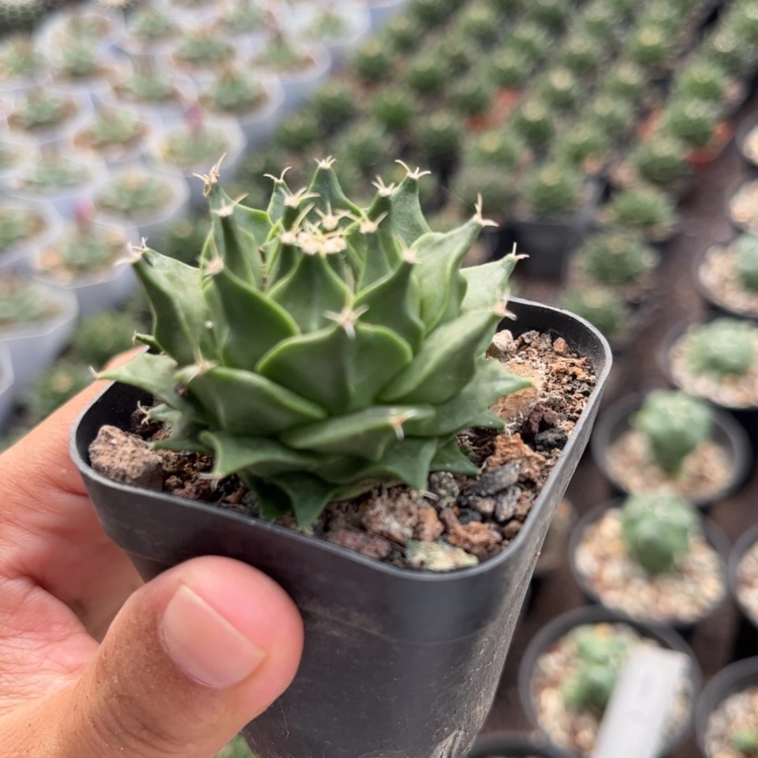 帝冠实生根皮实生1