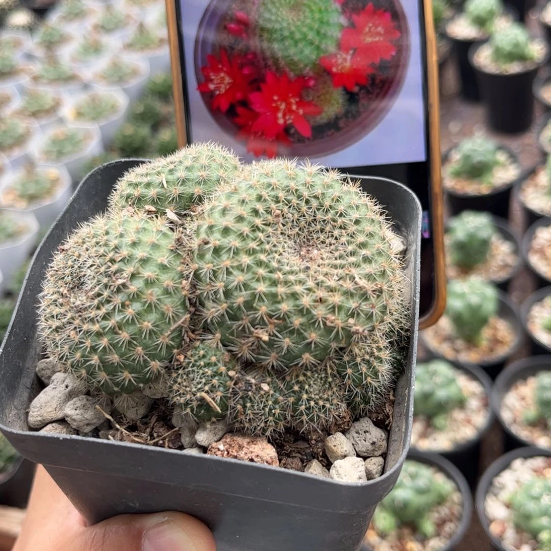 6**1红花沟宝皮实好养16015