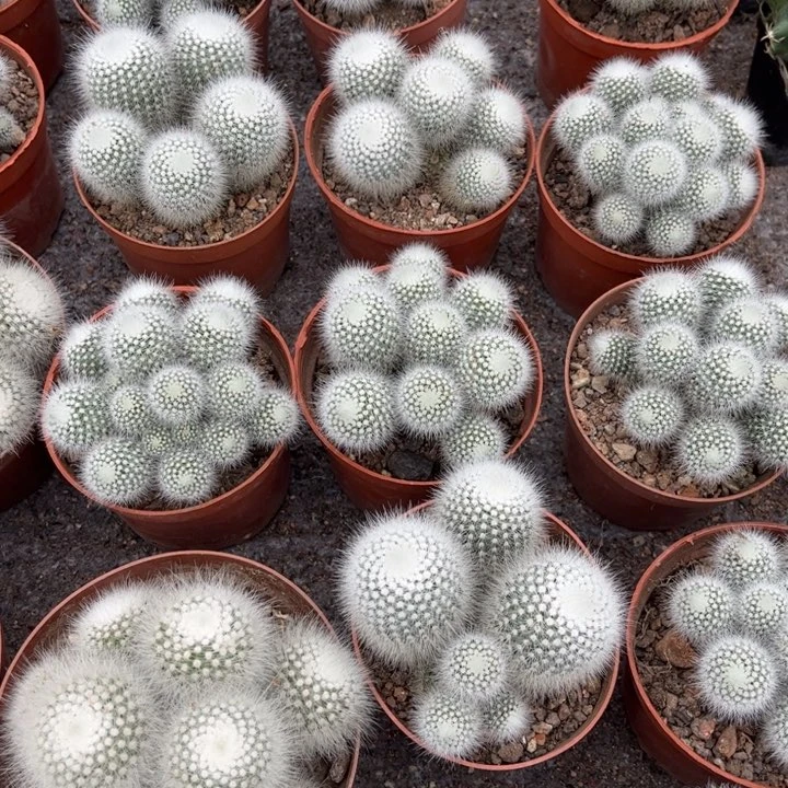 实生群生白小丁好养皮实