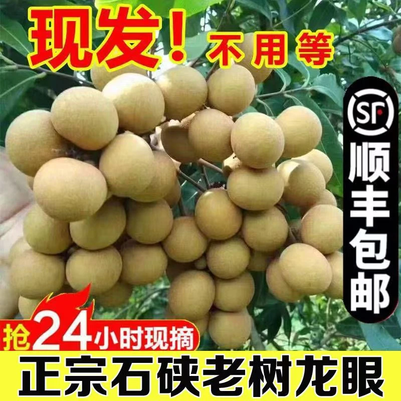【48.6元抢5斤】广东高州石峡龙眼肉厚多汁顺丰包邮现货