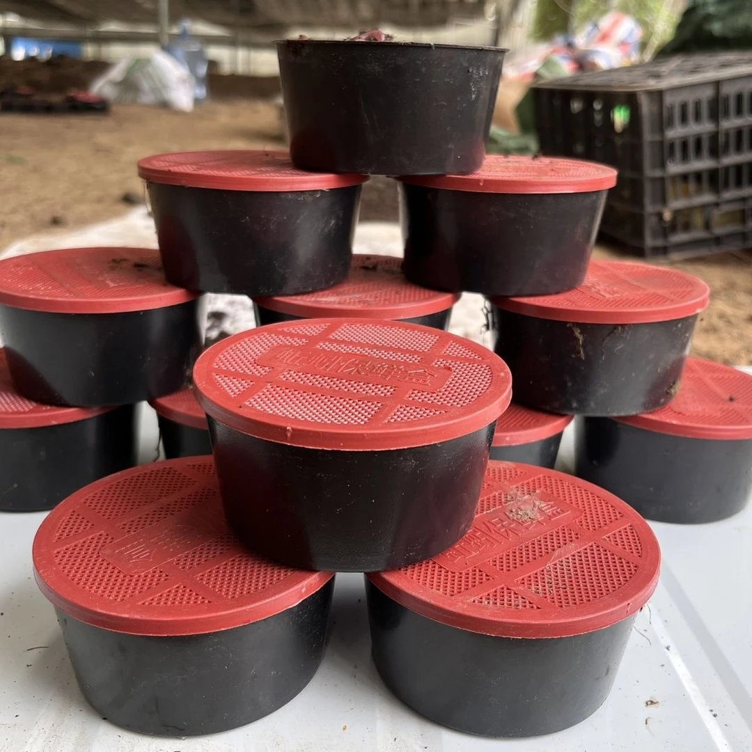 鲜活牛粪红蚯蚓包活到手盒装斤装