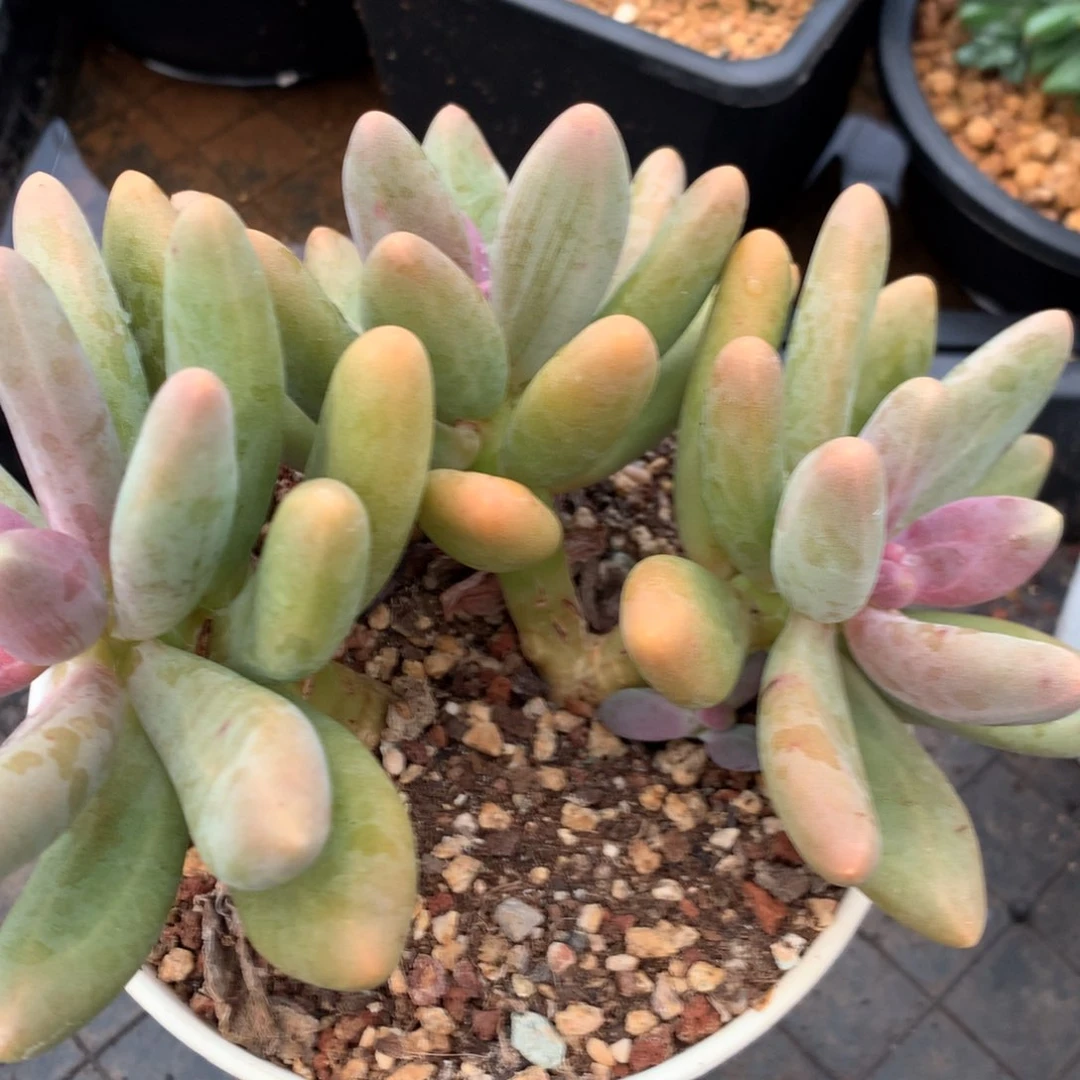 最***红136088889999