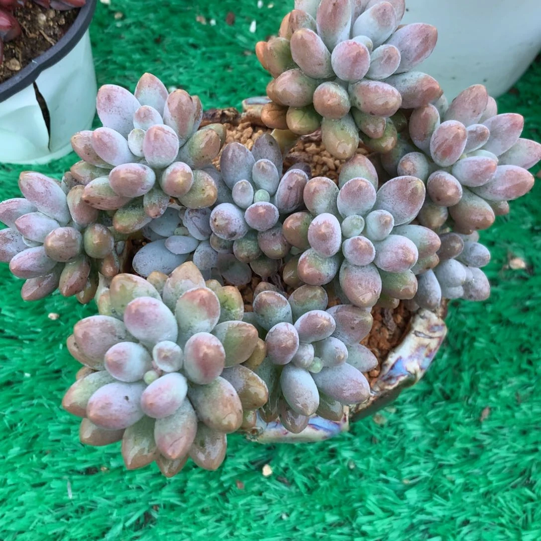 木*李123655488来看流星雨